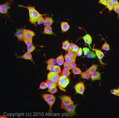 Immunocytochemistry/ Immunofluorescence - Anti-EIF3F antibody (AB64177)