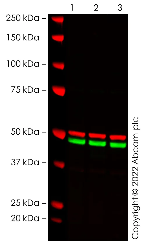 Western blot - Anti-EIF3F antibody [EPR24363-61] - BSA and Azide free (AB287991)