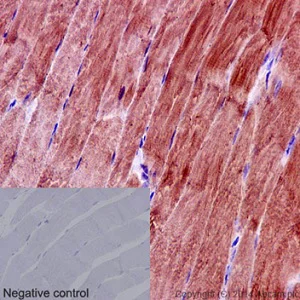 Immunohistochemistry (Formalin/PFA-fixed paraffin-embedded sections) - Anti-eIF3g antibody [EPR16146] - BSA and Azide free (AB251075)