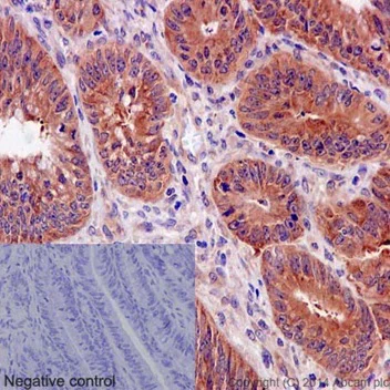 Immunohistochemistry (Formalin/PFA-fixed paraffin-embedded sections) - Anti-eIF3g antibody [EPR16146] - BSA and Azide free (AB251075)