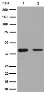 Western blot - Anti-eIF3g antibody [EPR16146] - BSA and Azide free (AB251075)