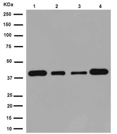 Western blot - Anti-eIF3g antibody [EPR16146] - BSA and Azide free (AB251075)