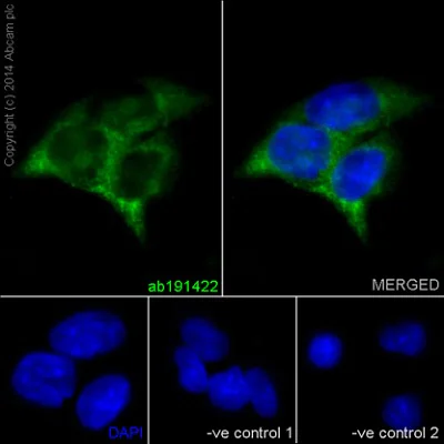 Immunocytochemistry/ Immunofluorescence - Anti-eIF3g antibody [EPR16146] - N-terminal (AB191422)