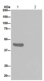 Immunoprecipitation - Anti-eIF3g antibody [EPR16147] (AB192601)