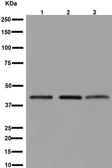 Western blot - Anti-eIF3g antibody [EPR16147] (AB192601)