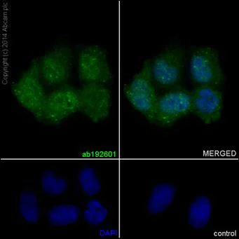 Immunocytochemistry/ Immunofluorescence - Anti-eIF3g antibody [EPR16147] - BSA and Azide free (AB251137)