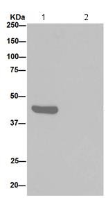 Immunoprecipitation - Anti-eIF3g antibody [EPR16147] - BSA and Azide free (AB251137), expandable thumbnail