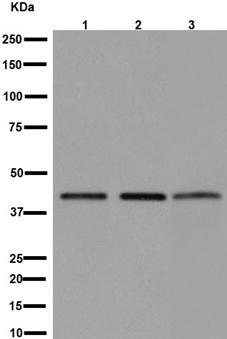 Western blot - Anti-eIF3g antibody [EPR16147] - BSA and Azide free (AB251137), expandable thumbnail