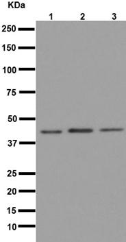 Western blot - Anti-eIF3g antibody [EPR16147] - BSA and Azide free (AB251137), expandable thumbnail