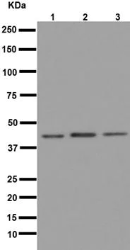Western blot - Anti-eIF3g antibody [EPR16147] - BSA and Azide free (AB251137)
