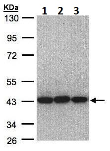 Western blot - Anti-EIF3H antibody (AB228536), expandable thumbnail