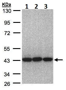 Western blot - Anti-EIF3H antibody (AB228536)
