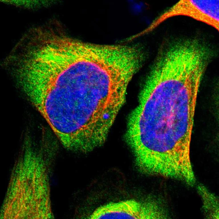 Immunocytochemistry/ Immunofluorescence - Anti-EIF3H antibody (AB251743)