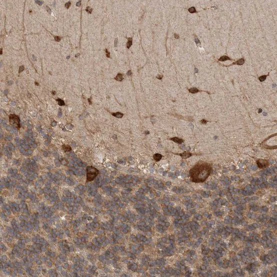 Immunohistochemistry (Formalin/PFA-fixed paraffin-embedded sections) - Anti-EIF3H antibody (AB251743)