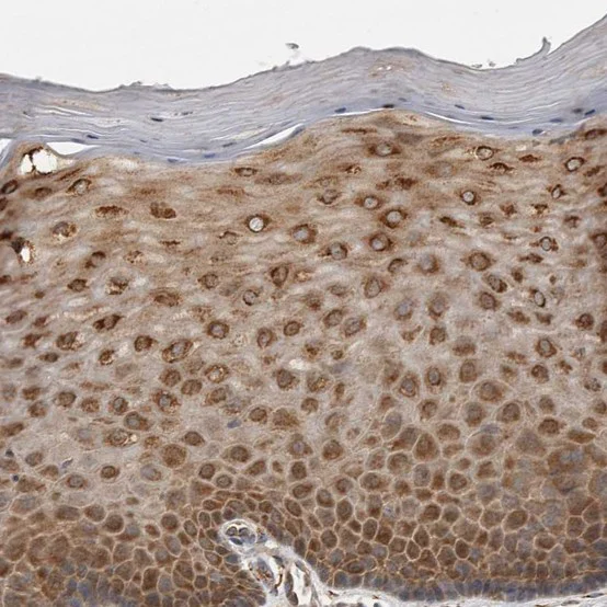 Immunohistochemistry (Formalin/PFA-fixed paraffin-embedded sections) - Anti-EIF3H antibody (AB251743)