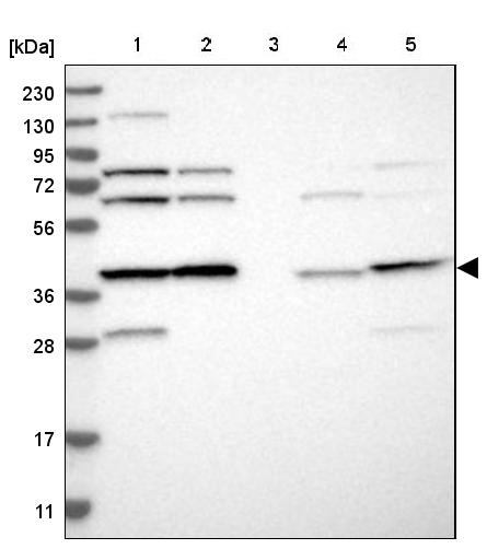 Western blot - Anti-EIF3H antibody (AB251743)