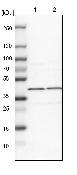 Western blot - Anti-EIF3H antibody (AB251743)
