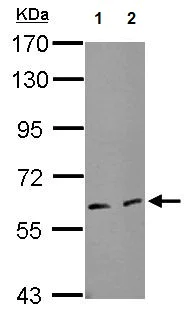 Western blot - Anti-eIF3l antibody (AB154527)