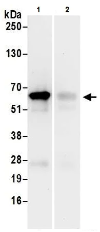 Immunoprecipitation - Anti-eIF3l antibody (AB241367)
