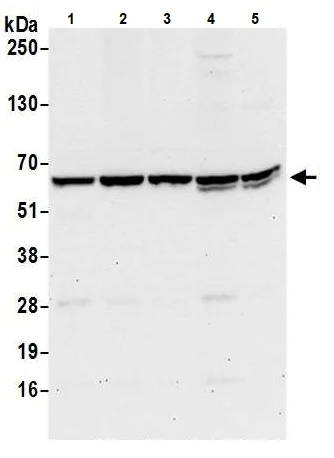 Western blot - Anti-eIF3l antibody (AB241367)