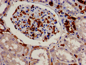 Immunohistochemistry (Formalin/PFA-fixed paraffin-embedded sections) - Anti-EIF3S1/EIF3J antibody (AB239071)