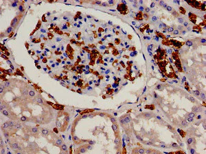 Immunohistochemistry (Formalin/PFA-fixed paraffin-embedded sections) - Anti-EIF3S1/EIF3J antibody (AB239071)