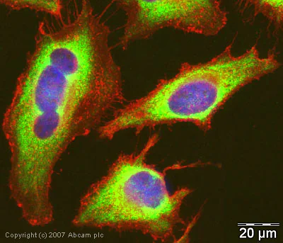 Immunocytochemistry/ Immunofluorescence - Anti-eIF4A1 antibody (AB31217)