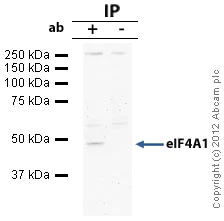 Immunoprecipitation - Anti-eIF4A1 antibody (AB31217)