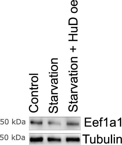Western blot - Anti-eIF4A1 antibody (AB31217)