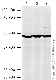 Western blot - Anti-eIF4A1 antibody (AB31217)