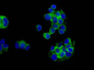 Immunocytochemistry/ Immunofluorescence - Anti-eIF4A1 antibody [EPR14505(B)] - N-terminal (AB180506)