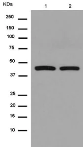 Western blot - Anti-eIF4A1 antibody [EPR14505(B)] - N-terminal (AB180506)