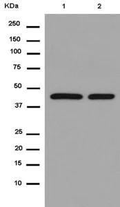 Western blot - Anti-eIF4A1 antibody [EPR14505(B)] - N-terminal (AB180506)