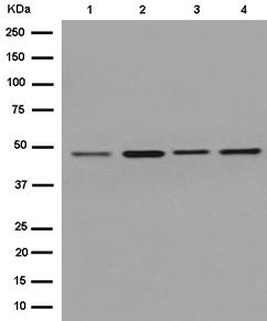 Western blot - Anti-eIF4A1 antibody [EPR14506] (AB185946), expandable thumbnail