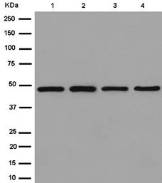Western blot - Anti-eIF4A1 antibody [EPR14506] (AB185946), expandable thumbnail