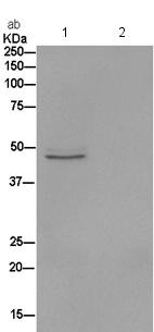 Immunoprecipitation - Anti-eIF4A1 antibody [EPR14506] - BSA and Azide free (AB250853)