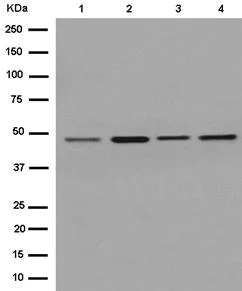 Western blot - Anti-eIF4A1 antibody [EPR14506] - BSA and Azide free (AB250853)