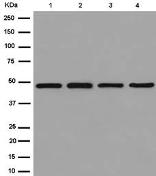 Western blot - Anti-eIF4A1 antibody [EPR14506] - BSA and Azide free (AB250853)
