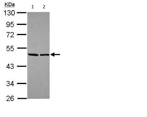 Western blot - Anti-eIF4A2 antibody (AB228693)