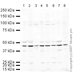 Western blot - Anti-eIF4A2 antibody (AB31218)