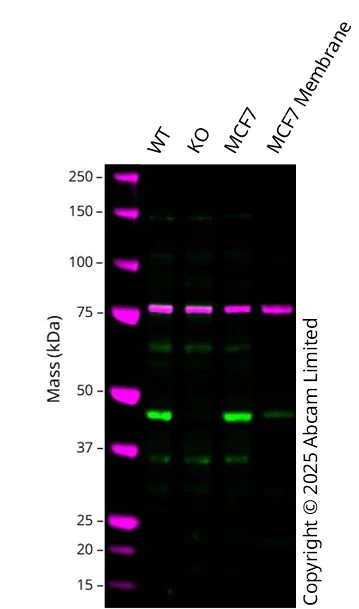 Western blot - Anti-eIF4A2 antibody (AB31218)