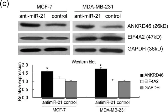 Western blot - Anti-eIF4A2 antibody (AB31218)