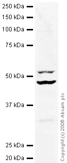 Western blot - Anti-eIF4A2 antibody (AB31218)