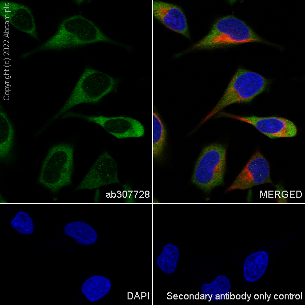 Immunocytochemistry/ Immunofluorescence - Anti-eIF4A2 antibody [EPR27347-74] (ab307728), expandable thumbnail