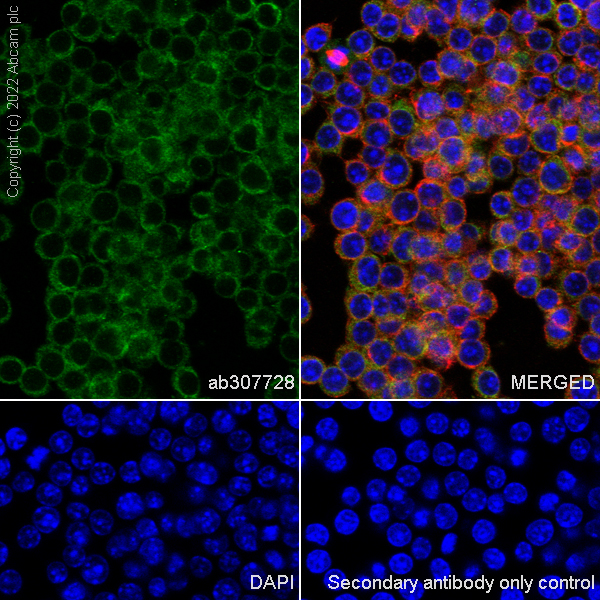 Immunocytochemistry/ Immunofluorescence - Anti-eIF4A2 antibody [EPR27347-74] (ab307728), expandable thumbnail