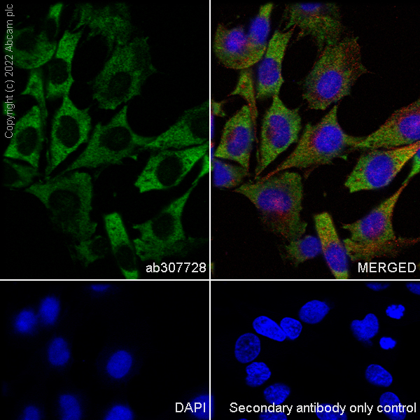 Immunocytochemistry/ Immunofluorescence - Anti-eIF4A2 antibody [EPR27347-74] (AB307728), expandable thumbnail