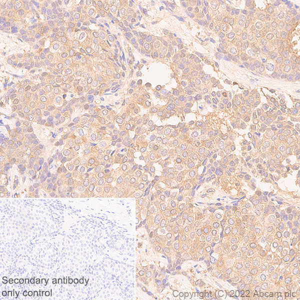 Immunohistochemistry (Formalin/PFA-fixed paraffin-embedded sections) - Anti-eIF4A2 antibody [EPR27347-74] (ab307728), expandable thumbnail