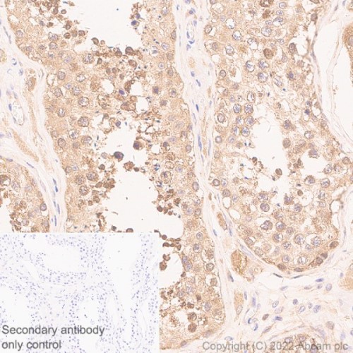 Immunohistochemistry (Formalin/PFA-fixed paraffin-embedded sections) - Anti-eIF4A2 antibody [EPR27347-74] (ab307728), expandable thumbnail
