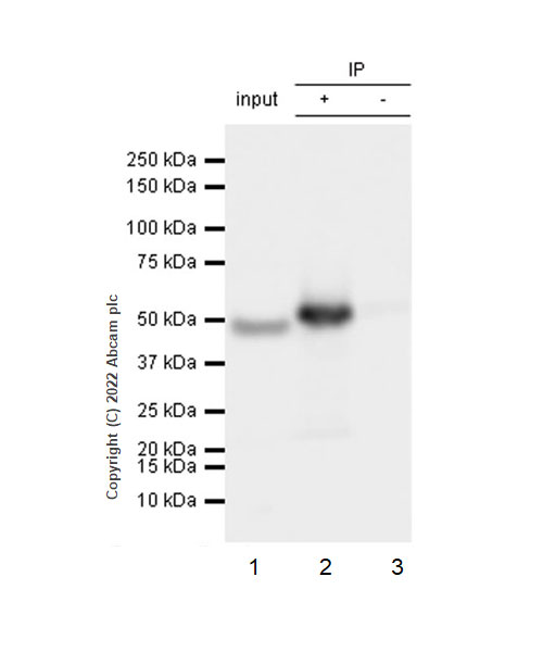 Immunoprecipitation - Anti-eIF4A2 antibody [EPR27347-74] (ab307728), expandable thumbnail
