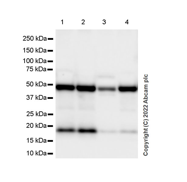 Western blot - Anti-eIF4A2 antibody [EPR27347-74] (AB307728), expandable thumbnail